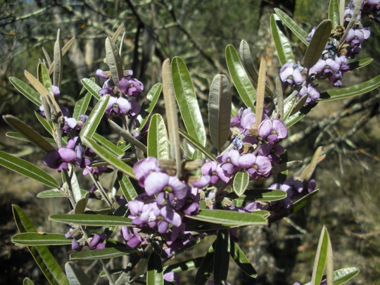 Hovea Elliptica